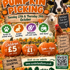 Pumpkin Picking